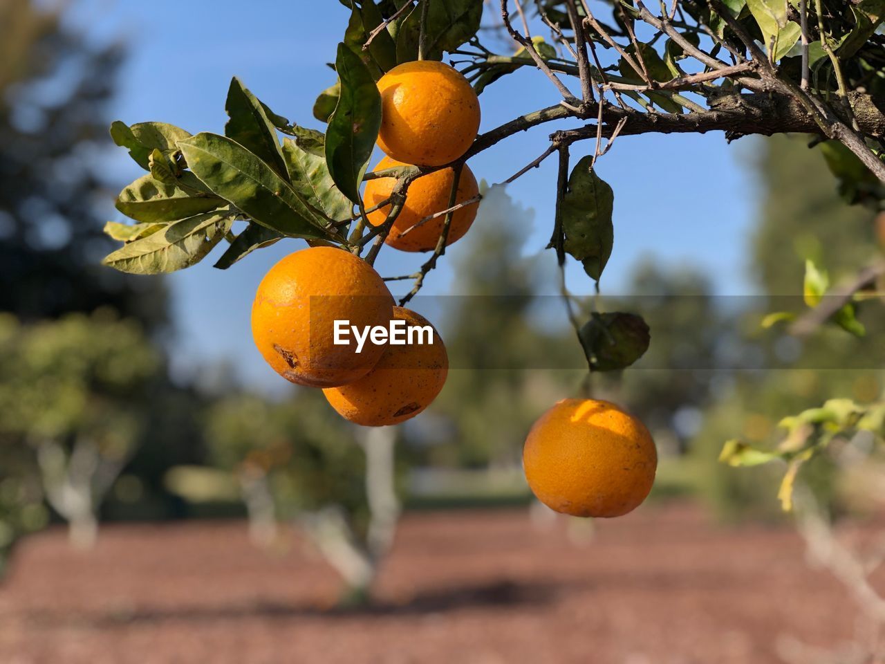 ORANGE FRUIT ON TREE