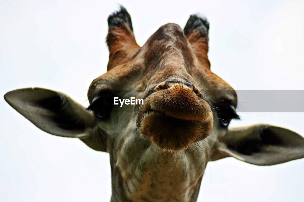 Close-up of the head of a giraffe looking at camera