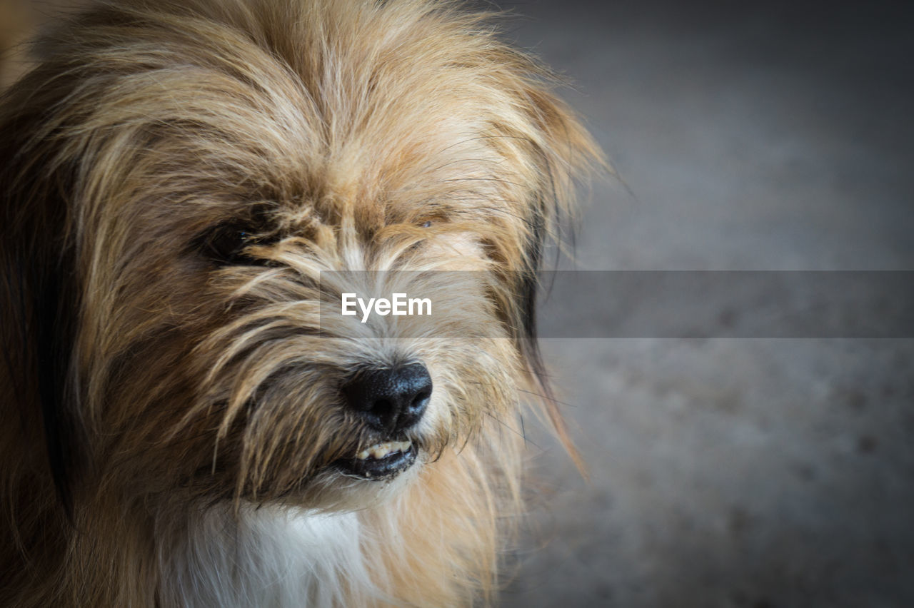 Close-up portrait of dog