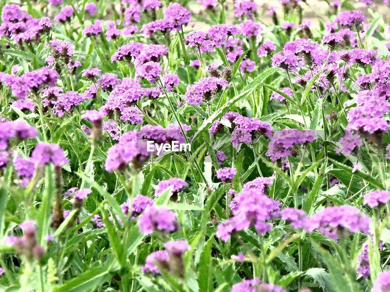 Detail shot of flowers and leaves