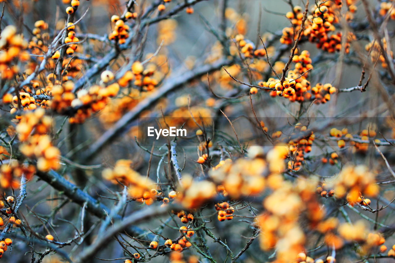 Full frame shot of tree during autumn