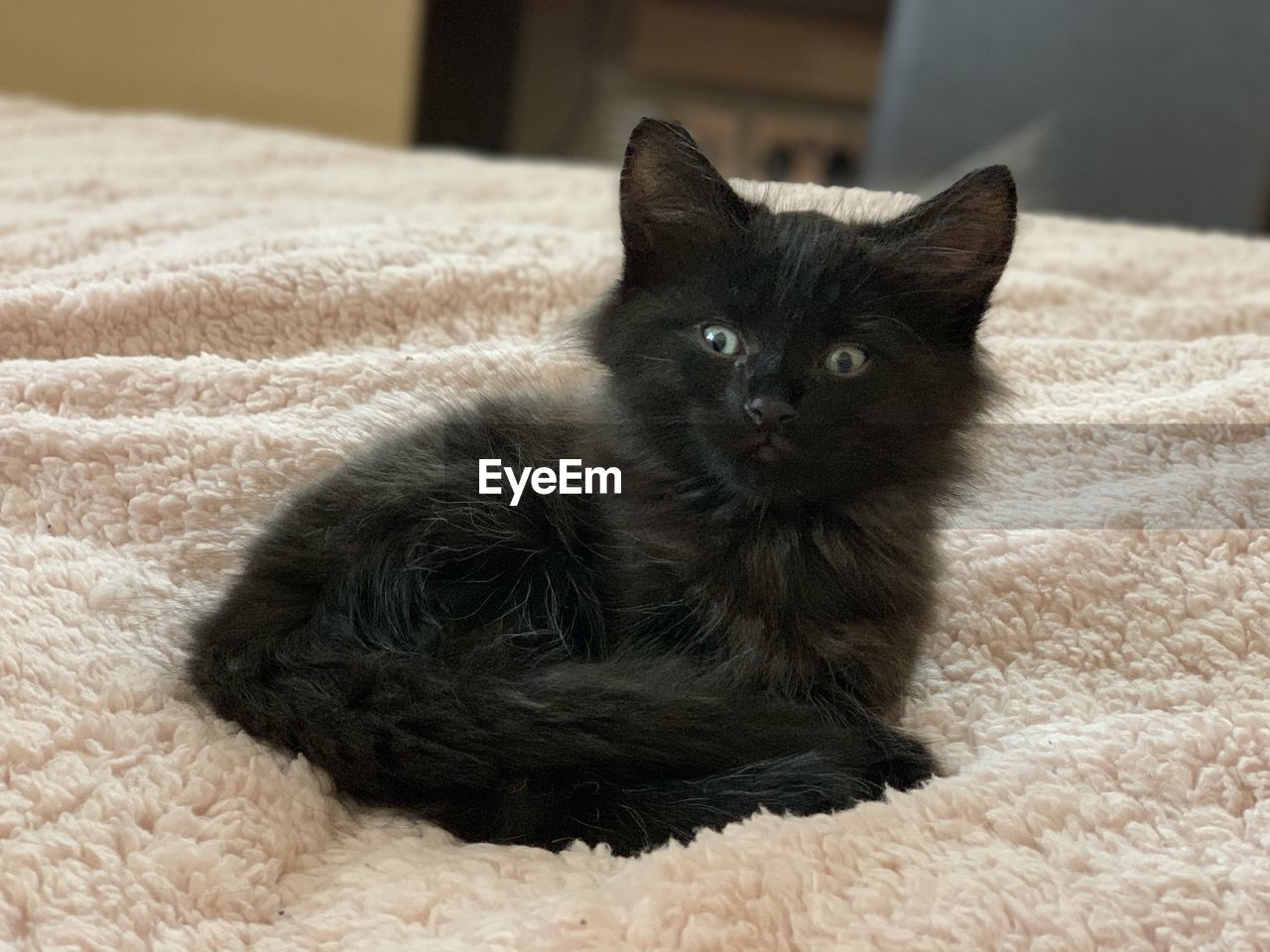PORTRAIT OF CAT RELAXING ON RUG