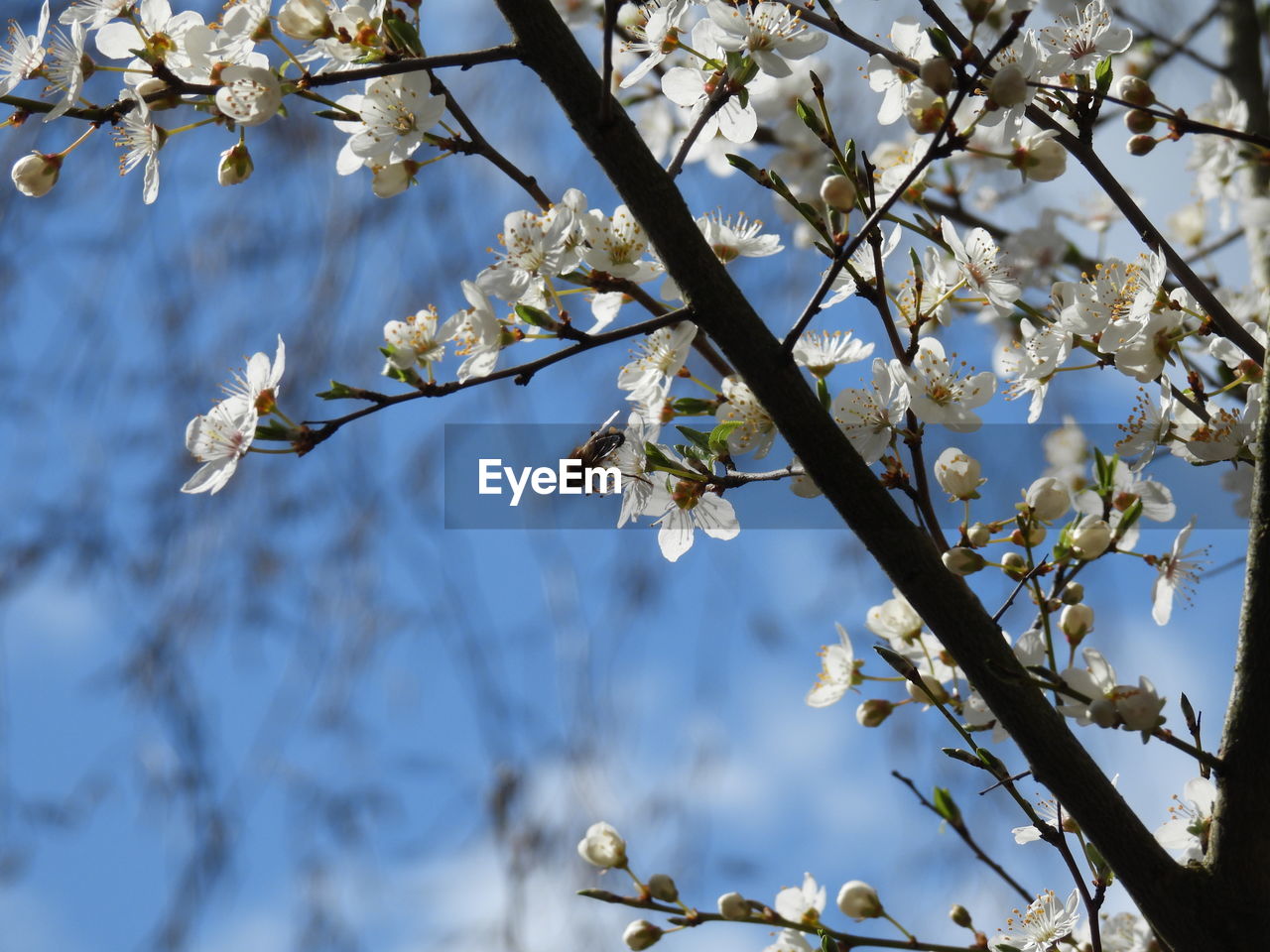 CHERRY BLOSSOMS IN SPRING