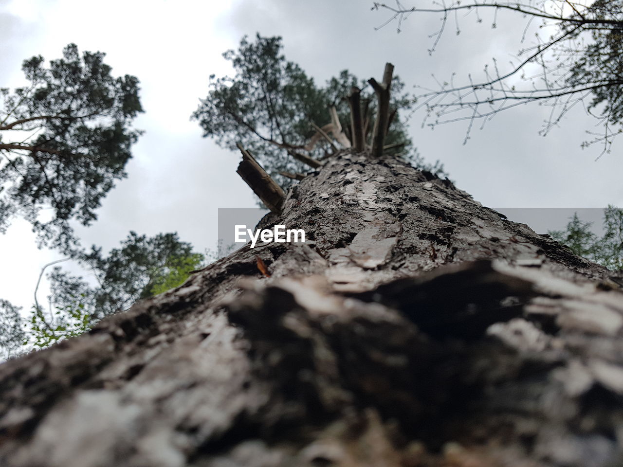 LOW ANGLE VIEW OF HORSE ON TREE TRUNK