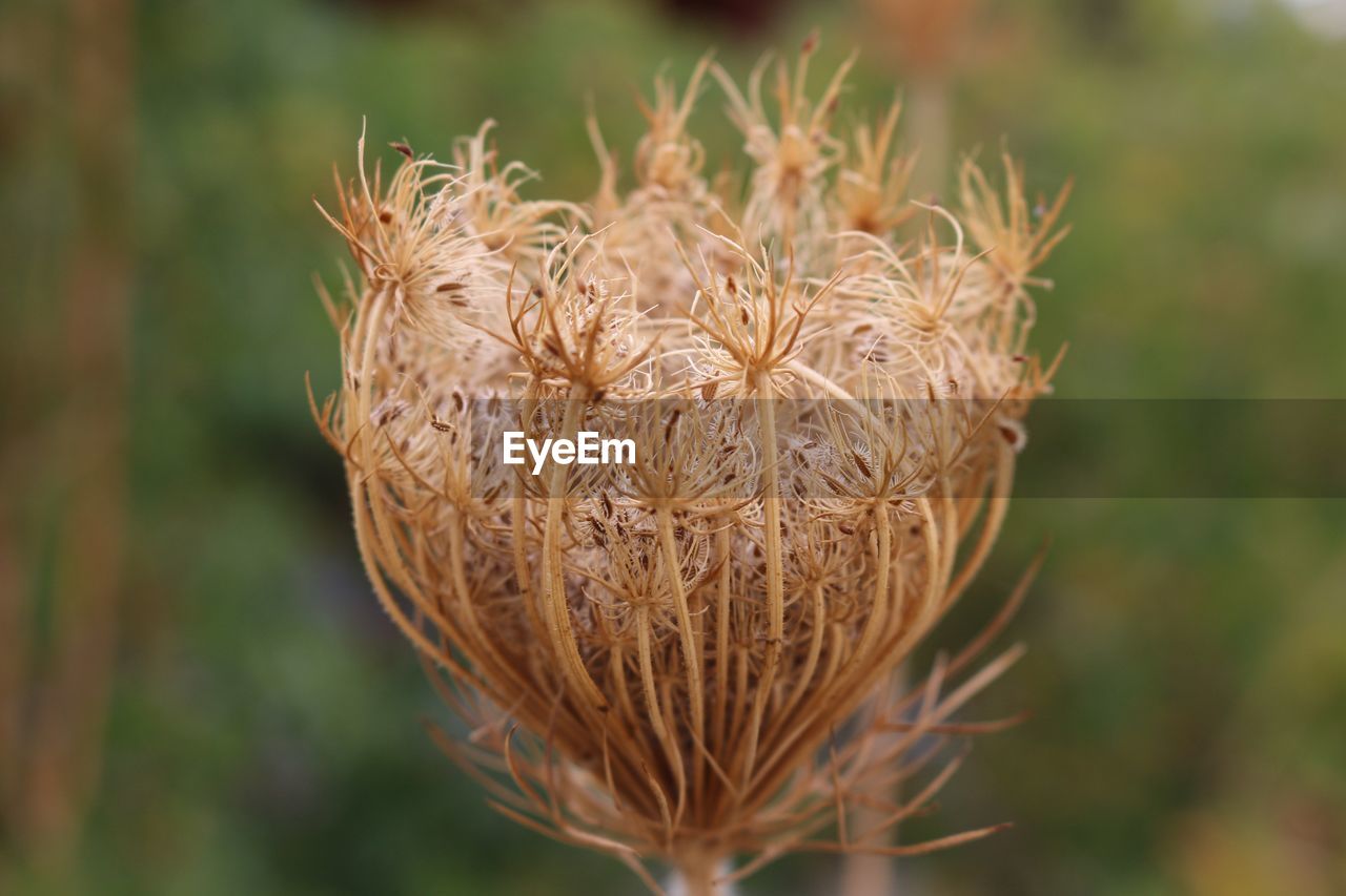 Close-up of dried plant