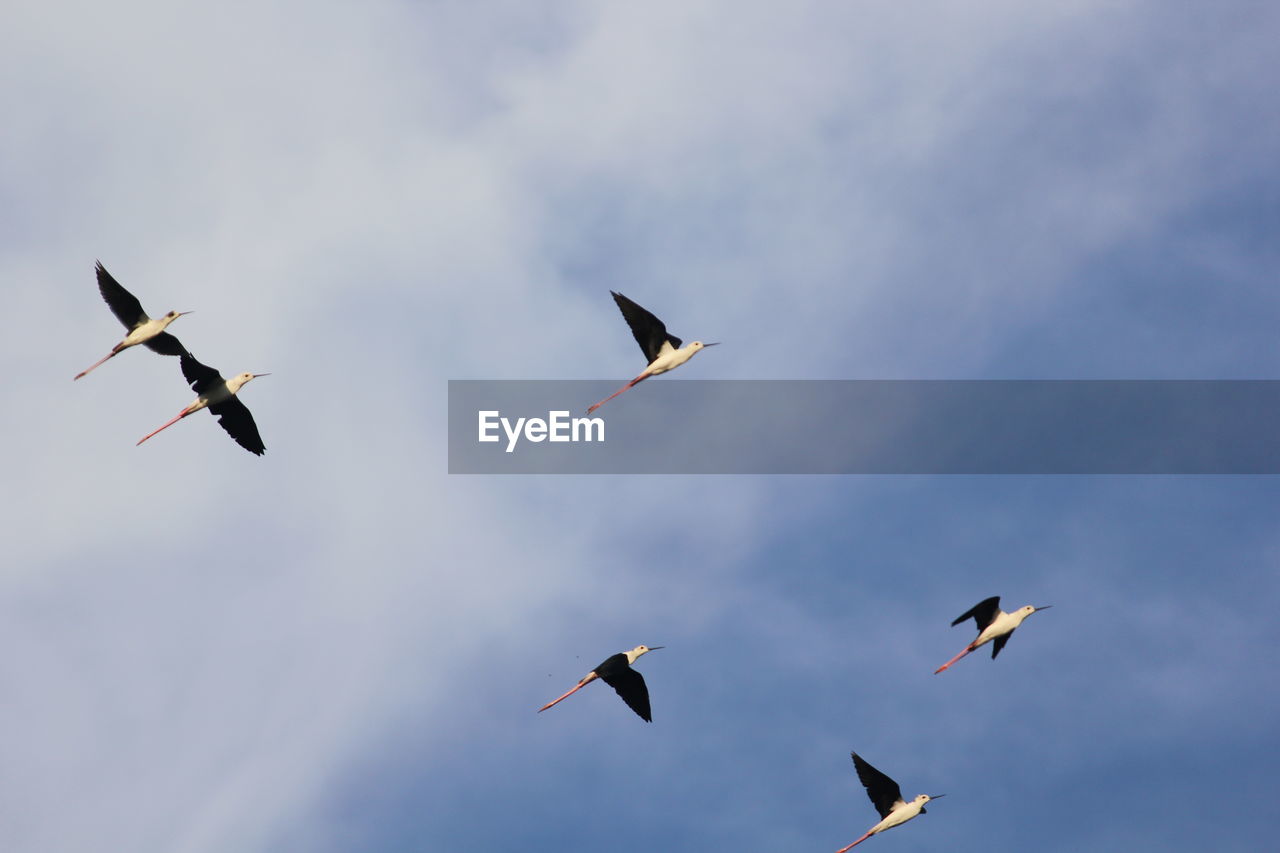 LOW ANGLE VIEW OF BIRDS FLYING IN THE SKY