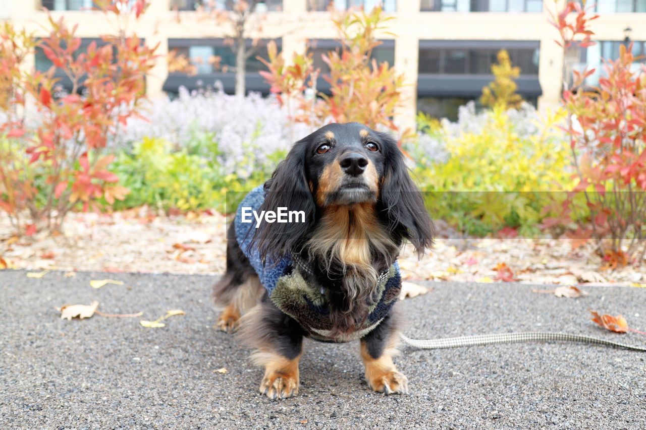 CLOSE-UP OF DOG IN AUTUMN