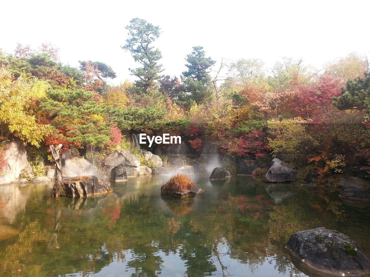 Flower trees in water against sky