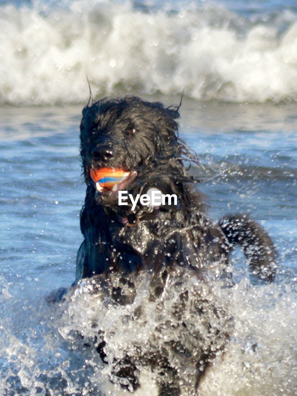 CLOSE-UP OF DOG ON SEA SHORE