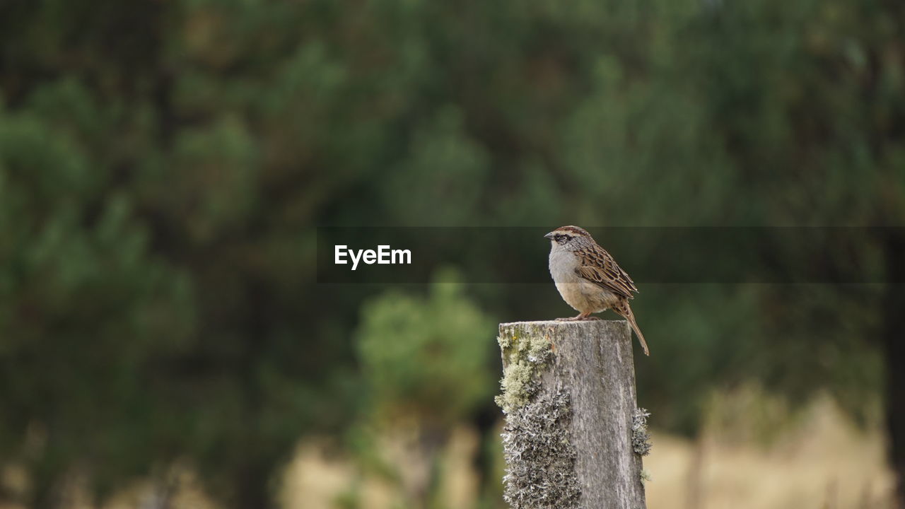 Close-up of bird perching on wood