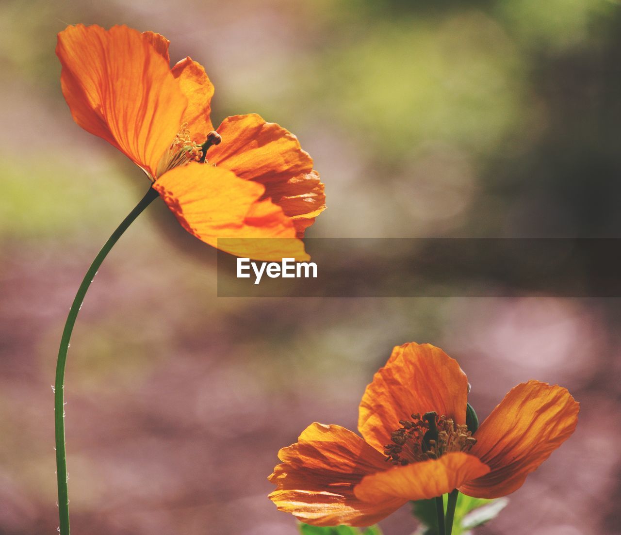 Close-up of orange flower against blurred background