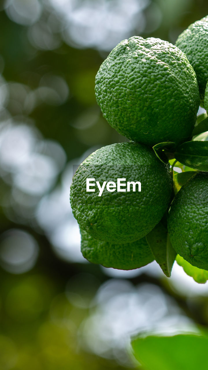 Close-up of lemon fruit on tree