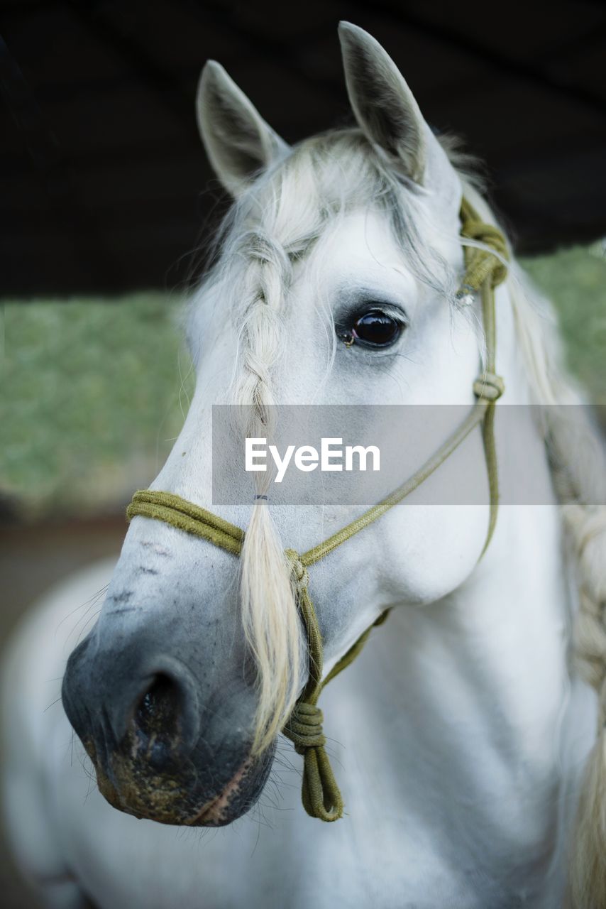 Close-up of horse with braided mane