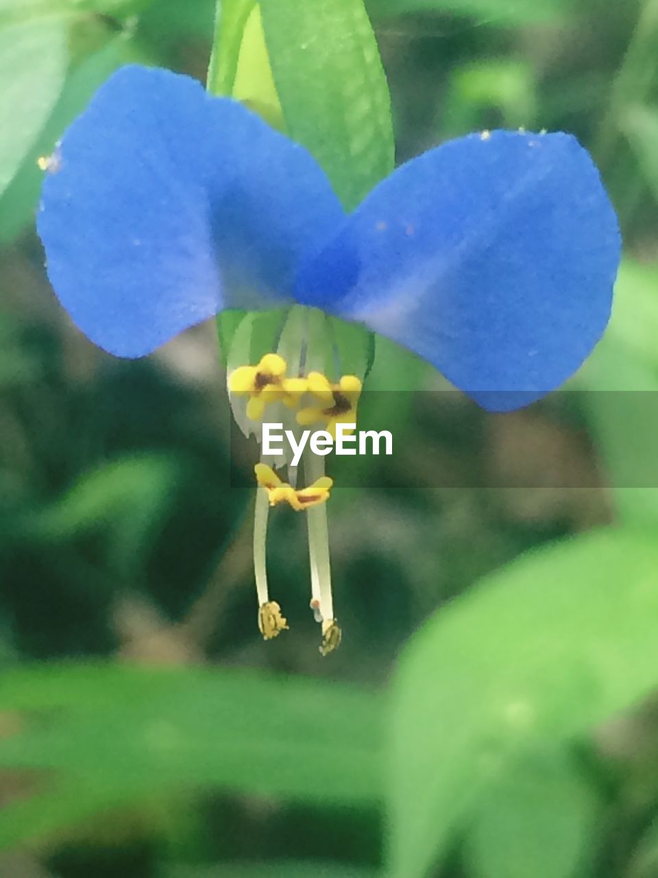 CLOSE-UP OF YELLOW FLOWERS AGAINST BLUE SKY