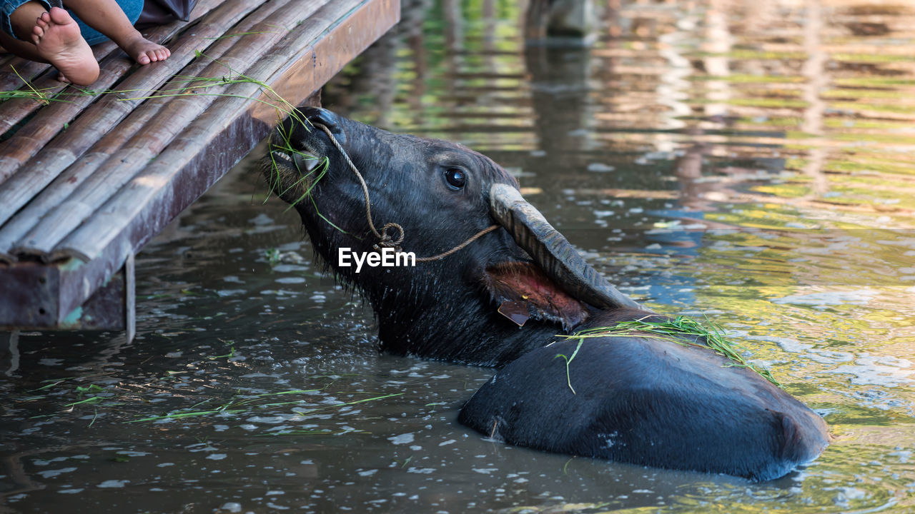 Feeding food grass to buffalo on water