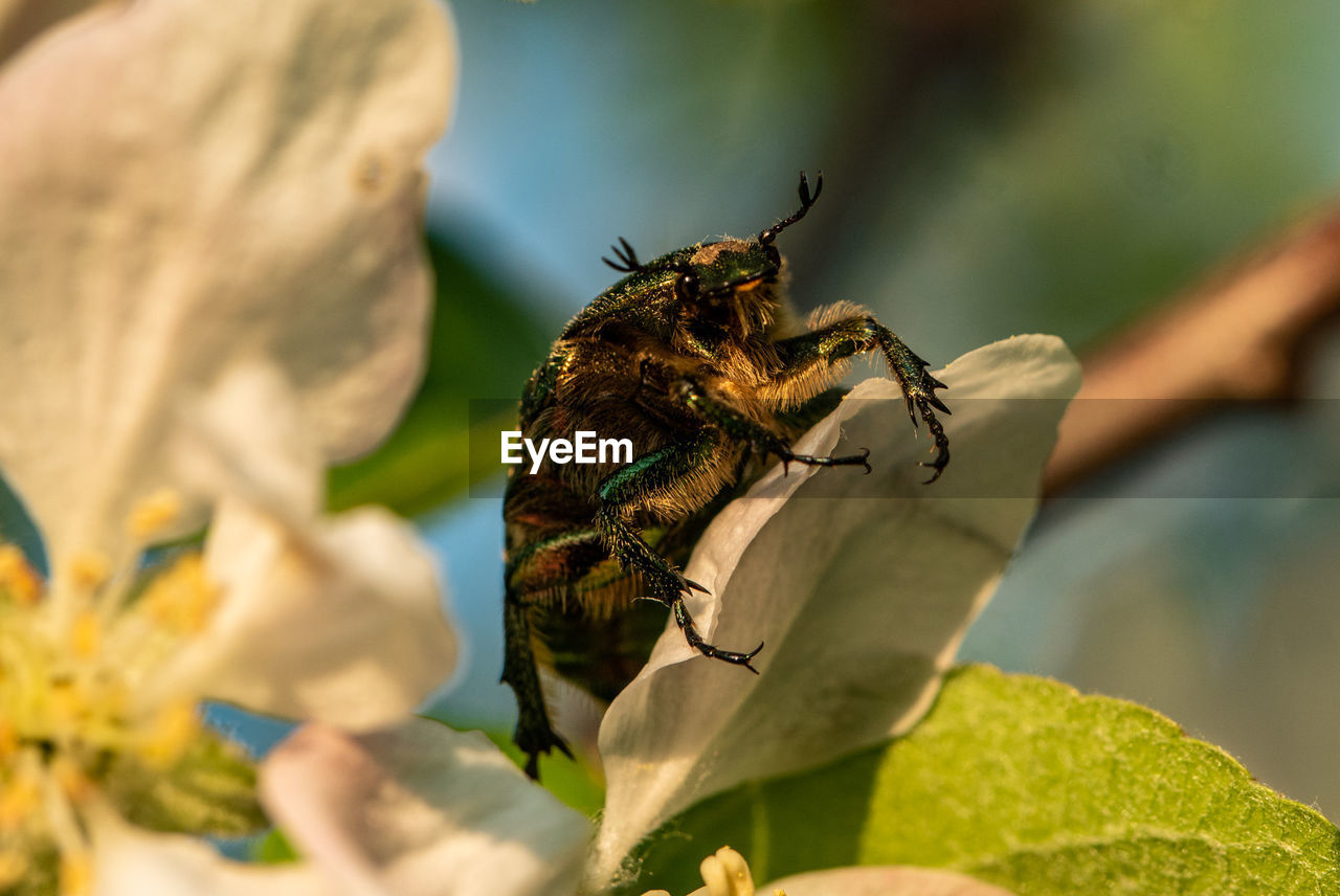 Close-up of a bug pollinating on flower