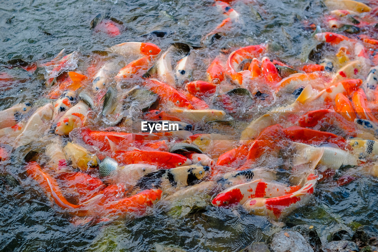 animal, animal themes, large group of animals, animal wildlife, koi carp, wildlife, carp, group of animals, water, swimming, fish, koi, school of fish, high angle view, no people, lake, marine biology, nature, orange color, underwater, sea life, marine, day, outdoors