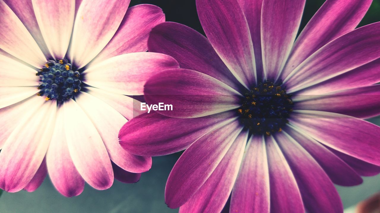 Close-up of pink flower