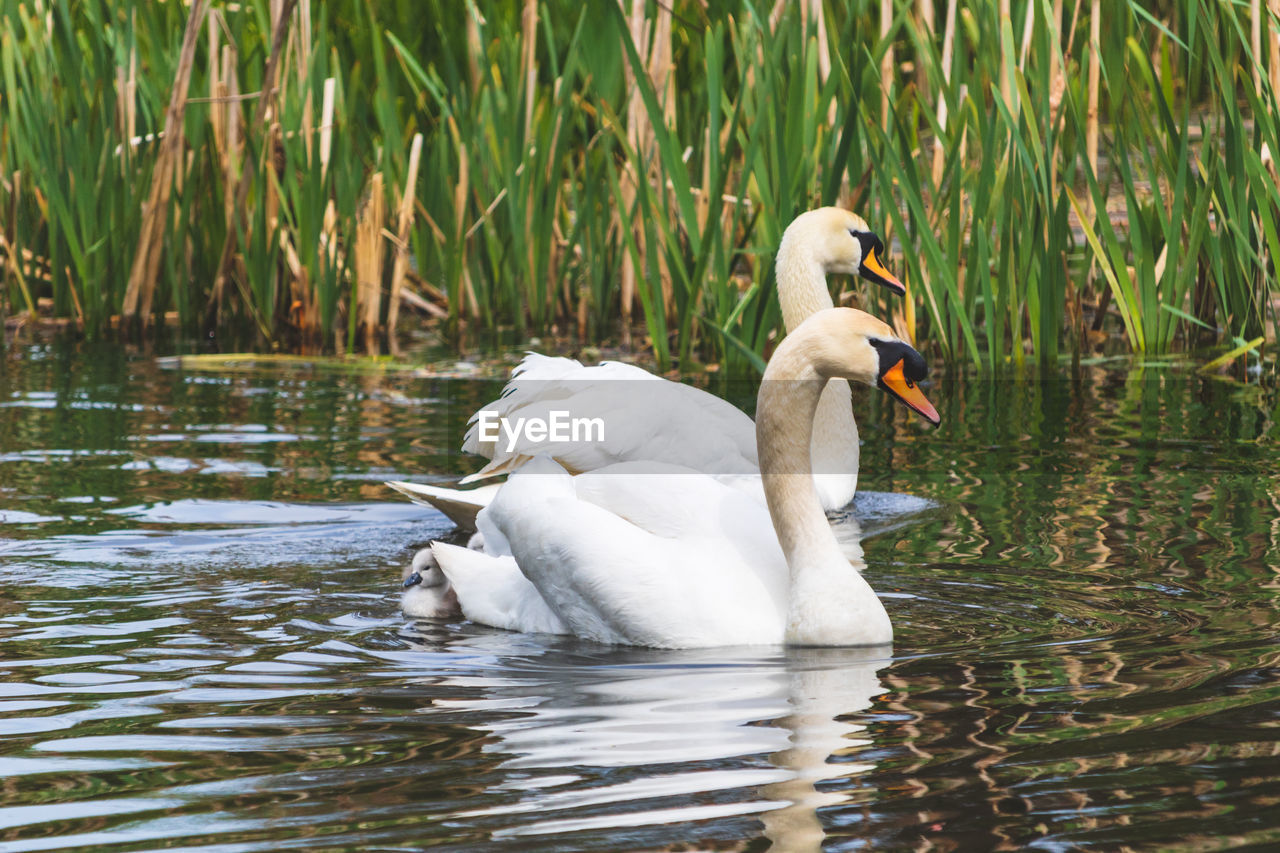 Mute swan, cygnus olor, family. cygnets out on their first swim. river colne, england, uk.