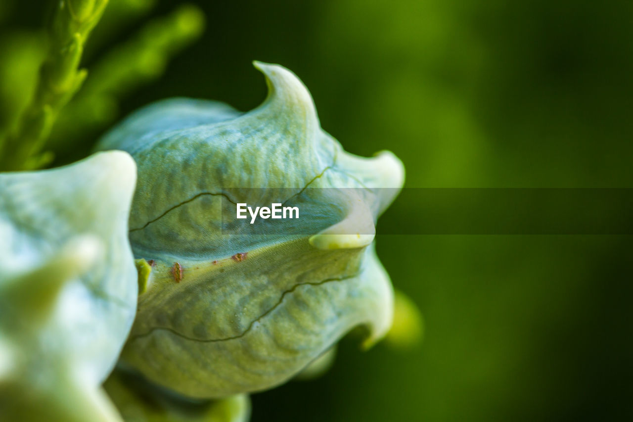 CLOSE-UP OF FLOWER PLANT