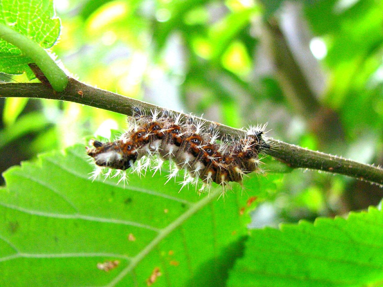 Close-up of insect on leaf