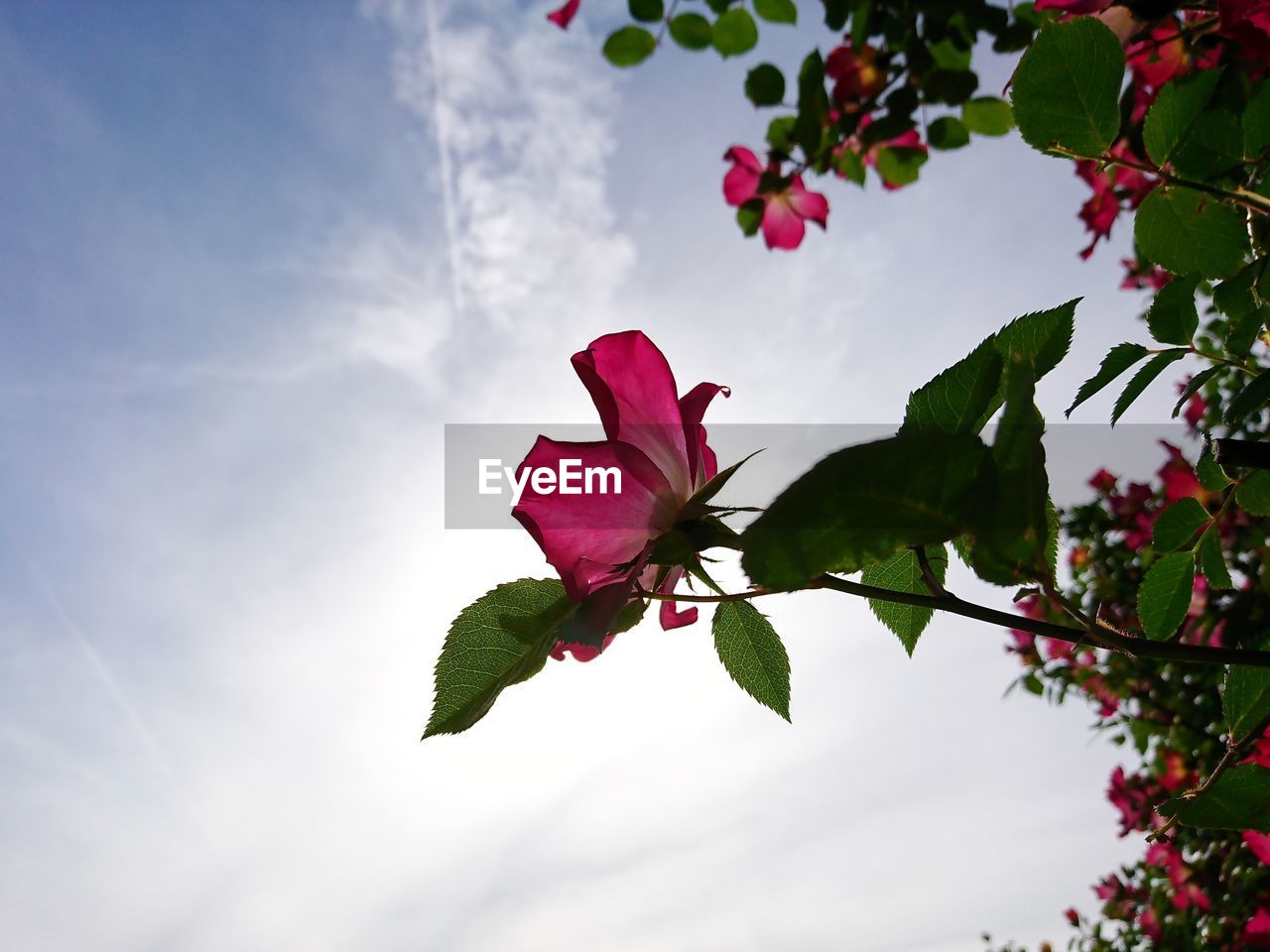 CLOSE-UP OF PINK FLOWERING PLANT AGAINST SKY