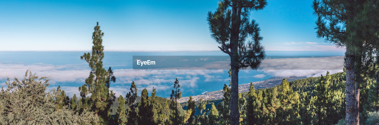 Panoramic shot of trees on land against sky