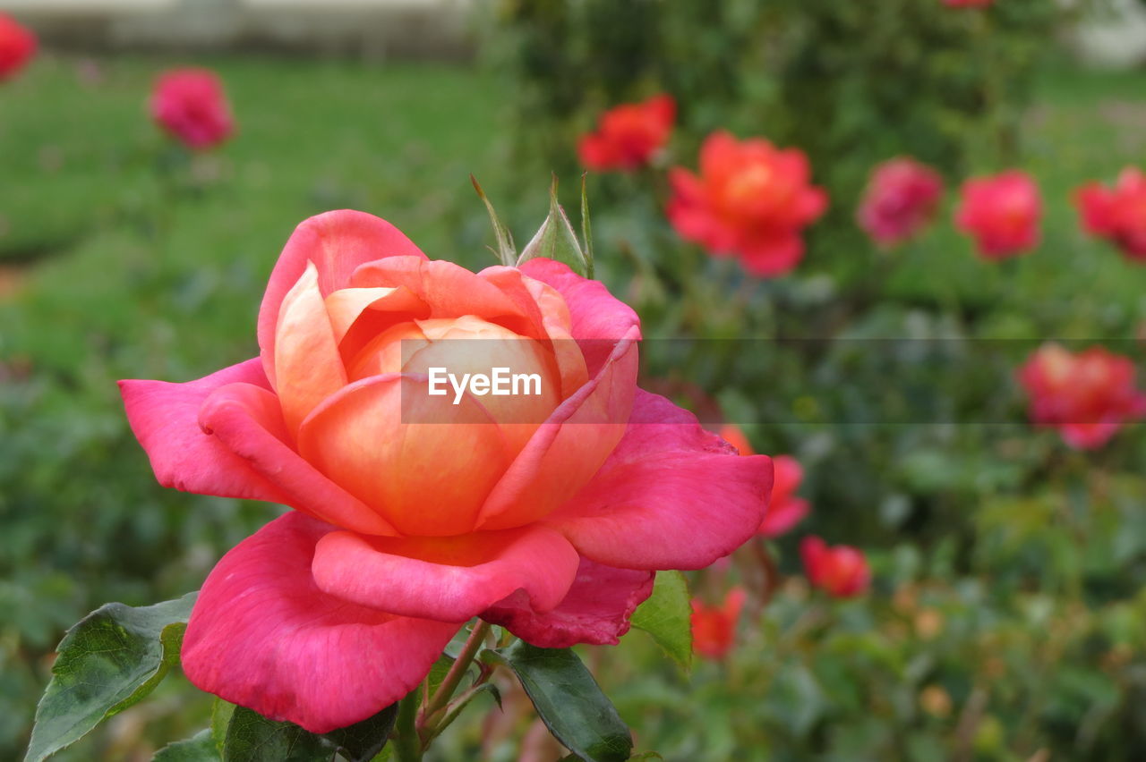 CLOSE-UP OF FRESH PINK ROSES BLOOMING OUTDOORS