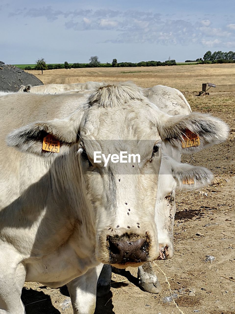 COWS STANDING IN THE FIELD