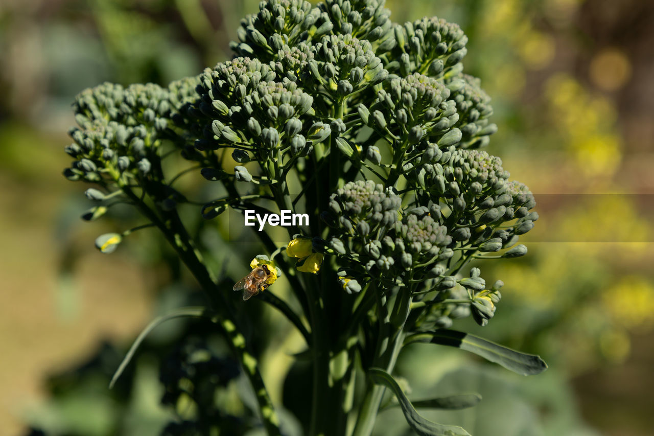 Close-up of vegetable plant