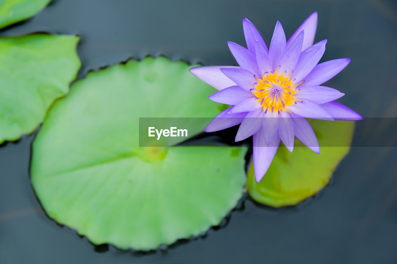 CLOSE-UP OF WATER LILY IN POND