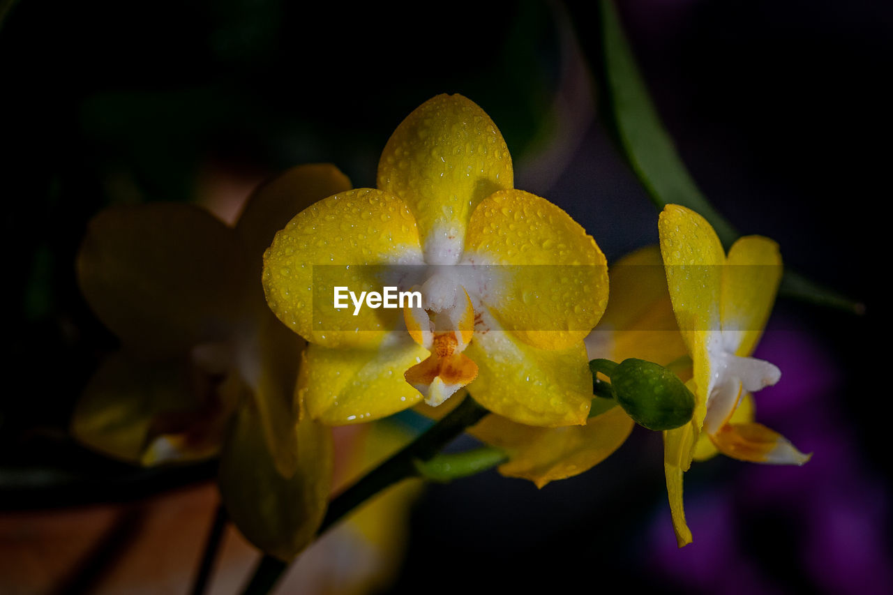 Close-up of yellow flowering plant