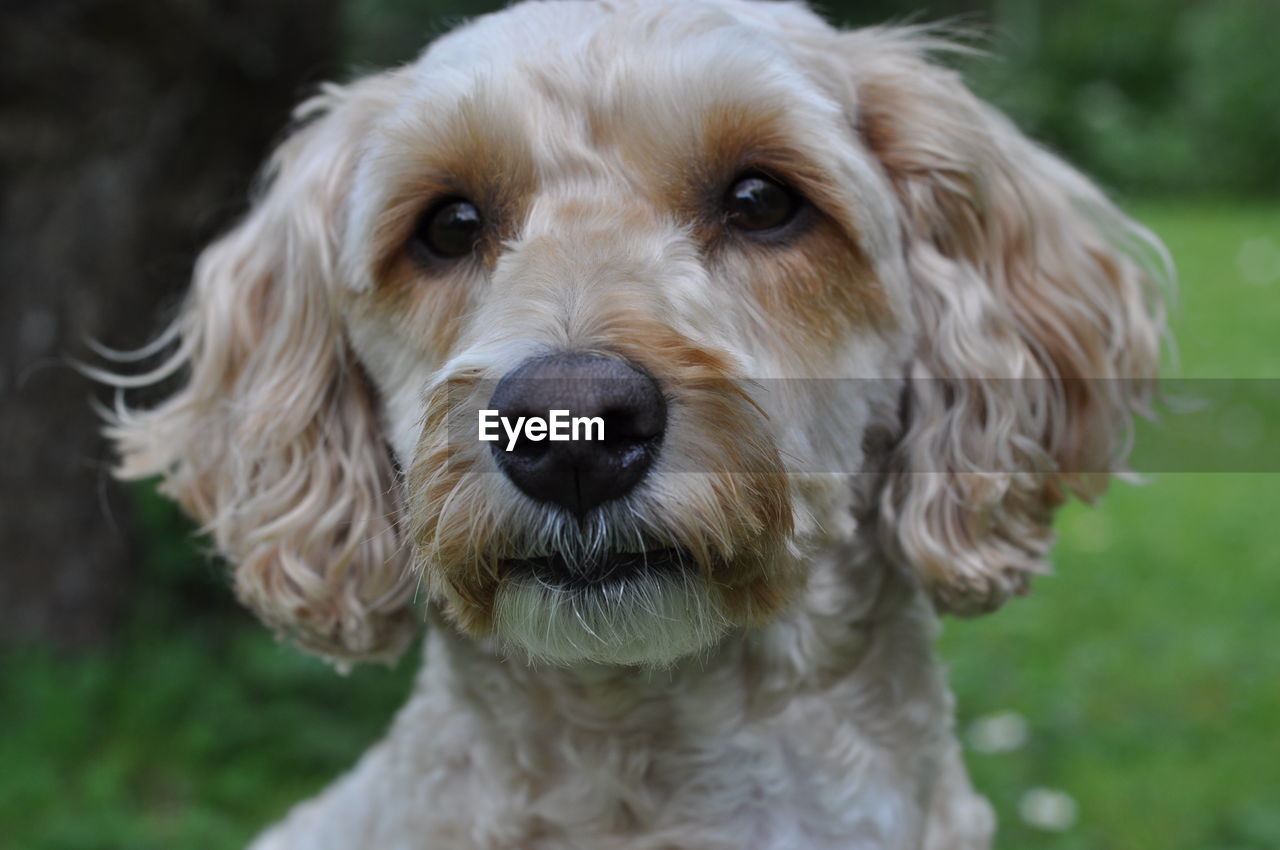 Close-up portrait of dog in garden