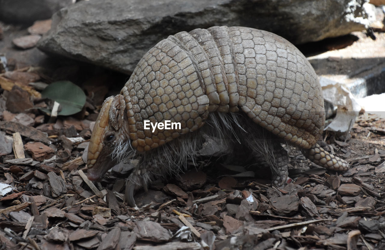 Adorable small wild scaled armored armadillo walking in wood chips.