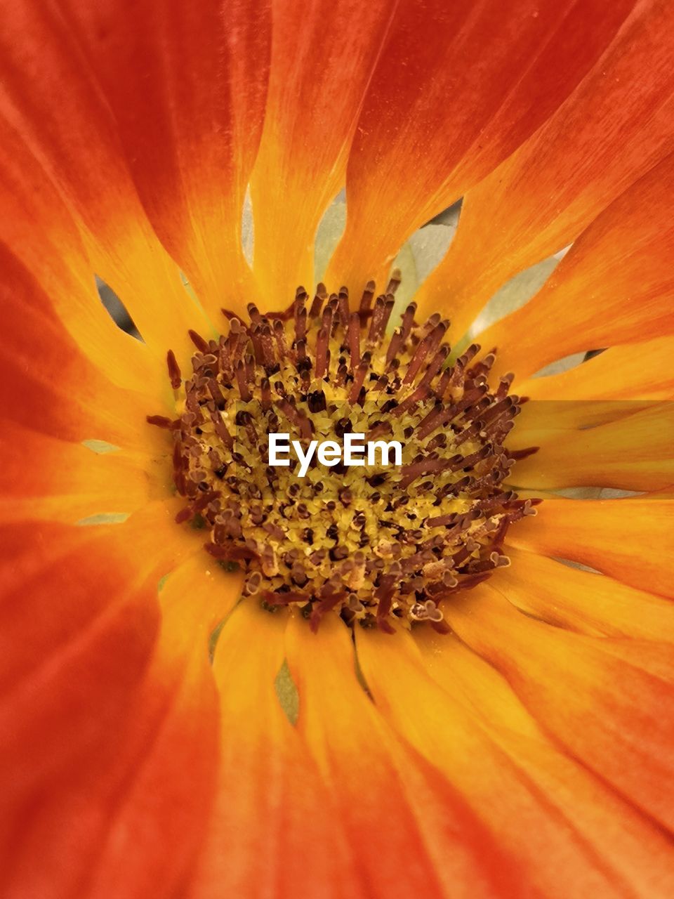 Extreme close-up of red flower