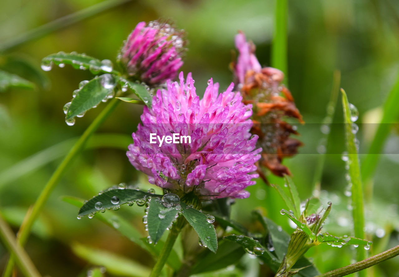 CLOSE-UP OF WET PINK FLOWER