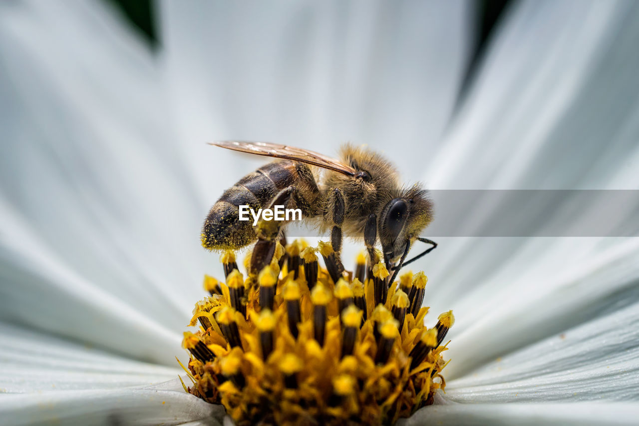 Close-up of honey bee pollinating flower