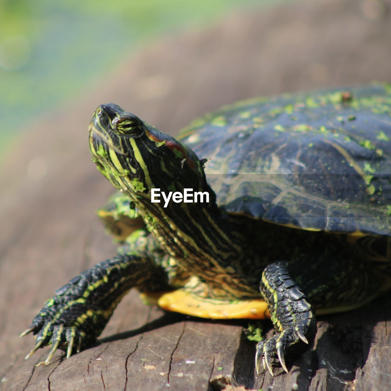 Extreme close-up of tortoise