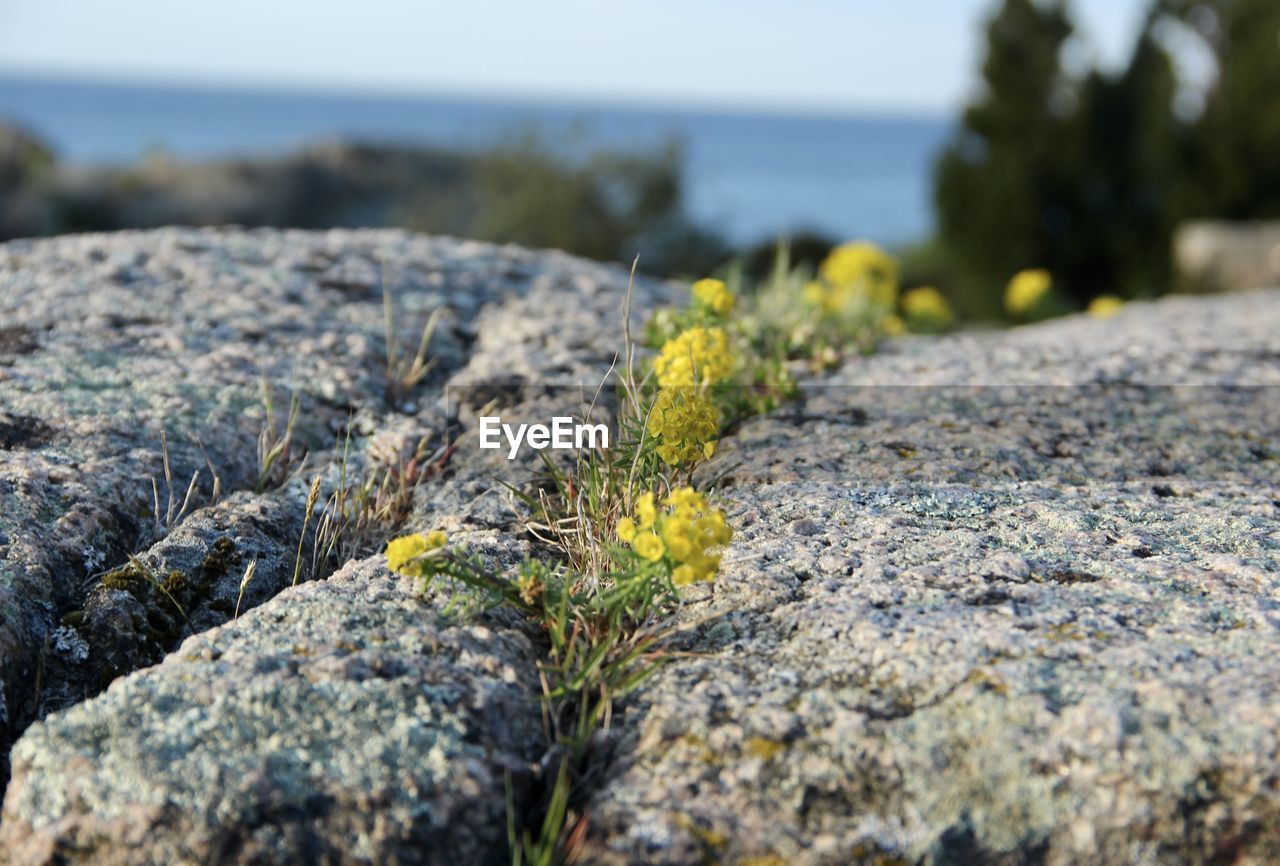 rock, nature, sea, water, no people, plant, coast, day, beach, land, selective focus, shore, tranquility, flower, beauty in nature, close-up, focus on foreground, outdoors, sky, geology, wildlife, grass, leaf, scenics - nature, terrain, moss, sunlight, tranquil scene, environment