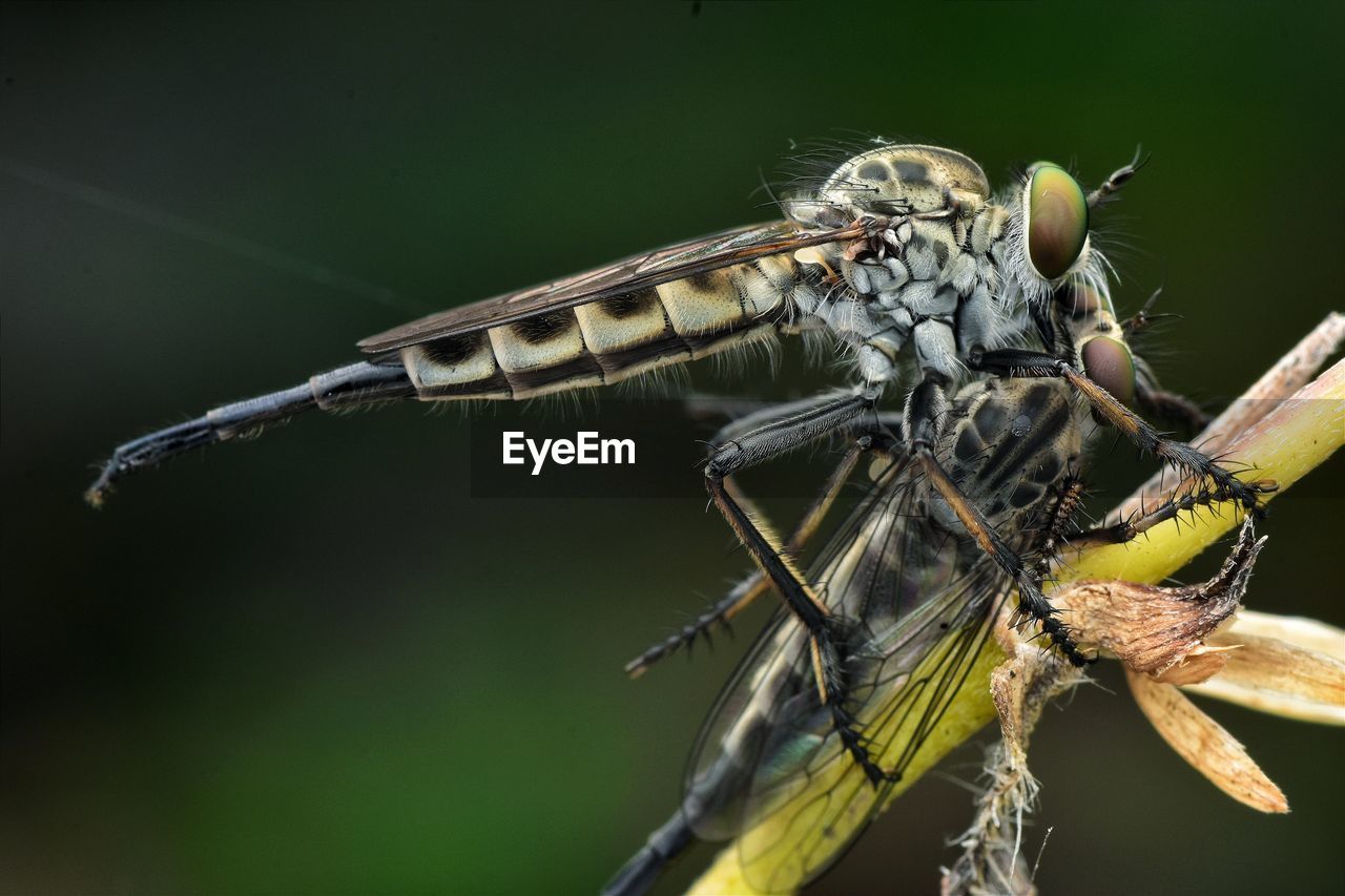 CLOSE-UP OF INSECT ON LEAF