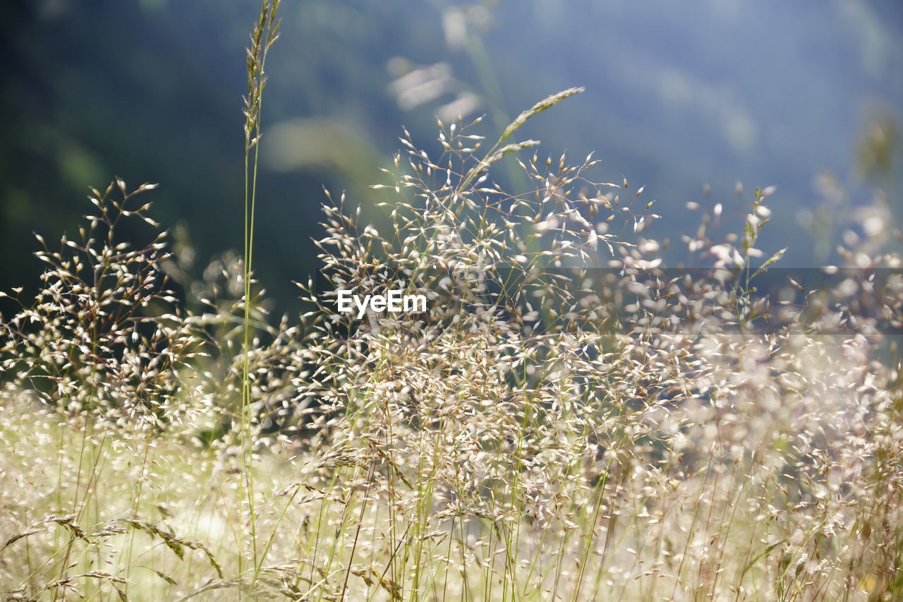 Close-up of flowering plants on field