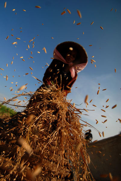 Low angle view of woman threshing rice in farm