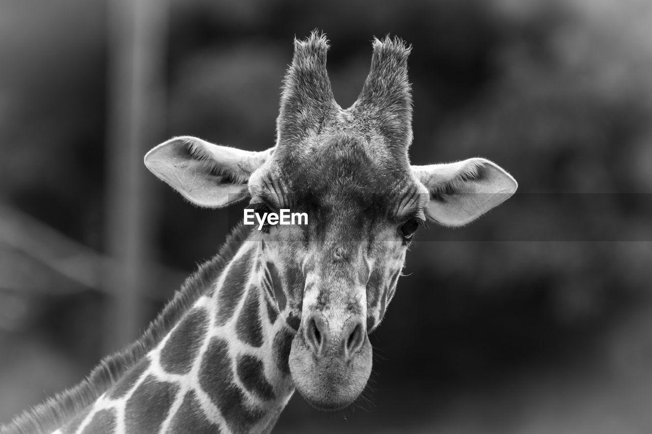 Close-up of giraffe black and white