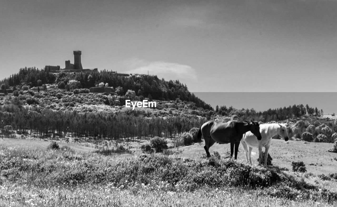 HORSE STANDING IN FIELD