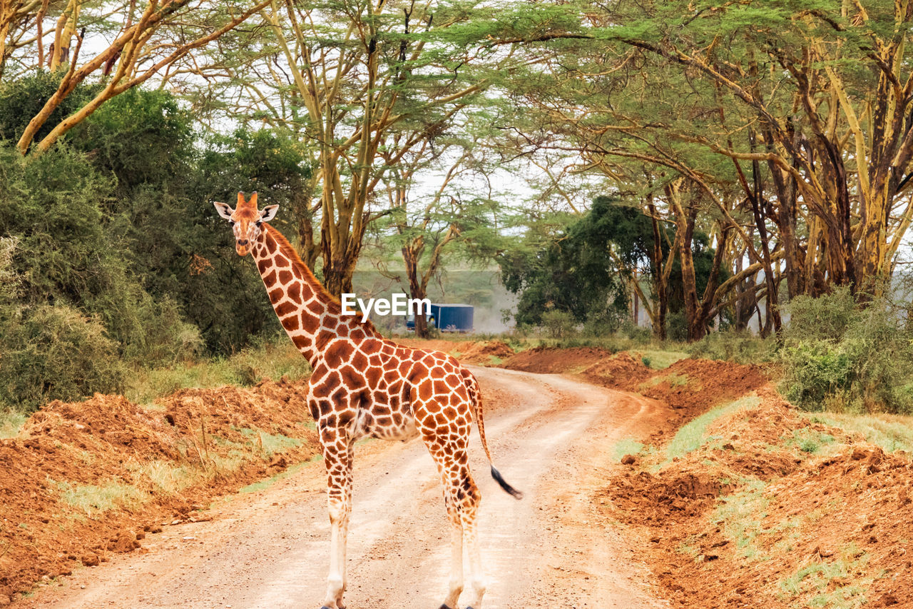 Rothschild giraffe on a dirt road with a vehicle approaching amidst acacia trees, lake nakuru, kenya