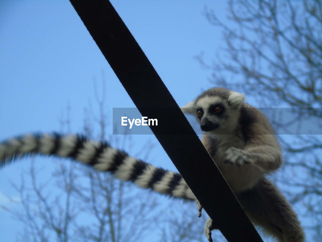 LOW ANGLE VIEW OF MONKEY ON BRANCH