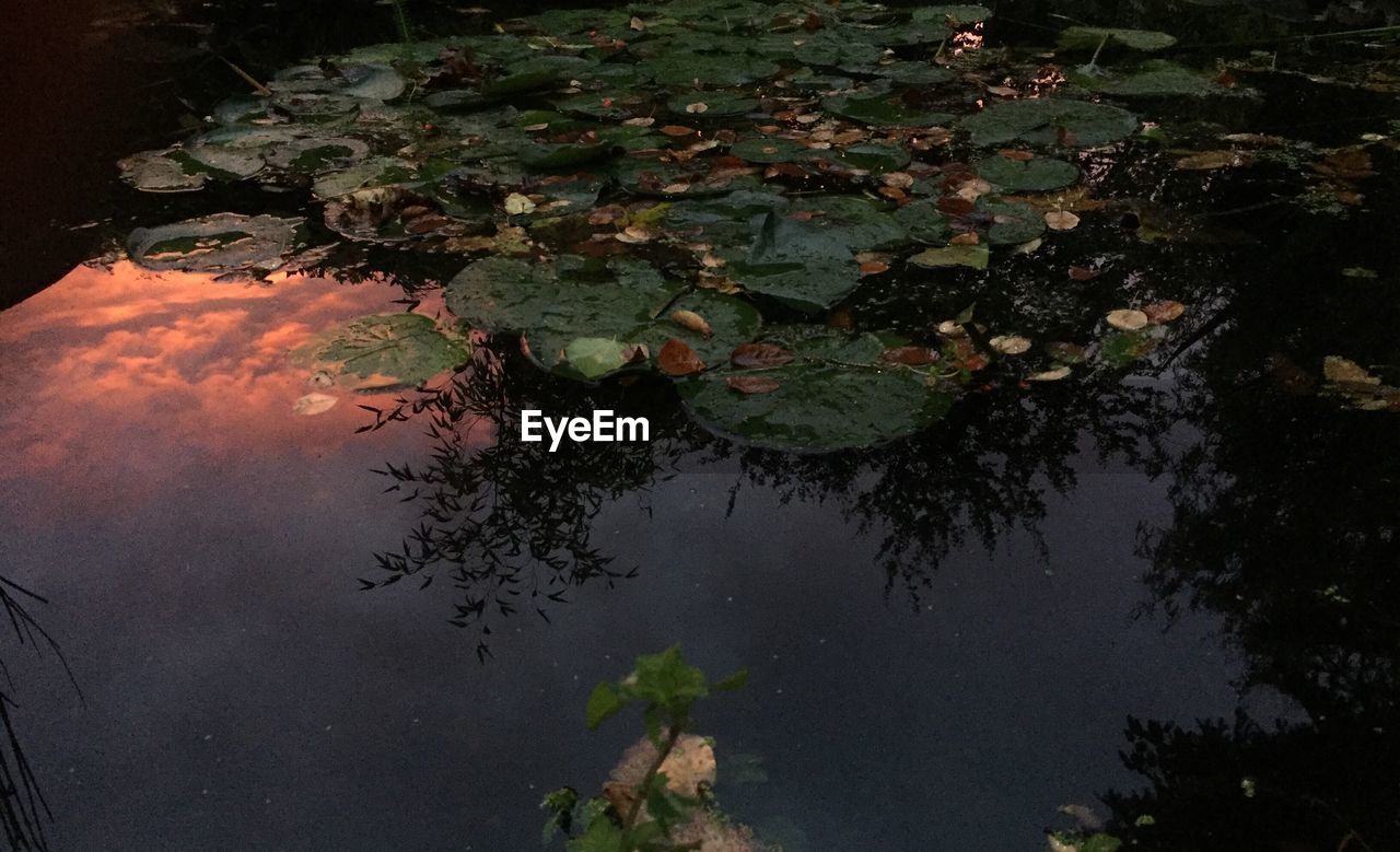 Reflection of trees in calm lake