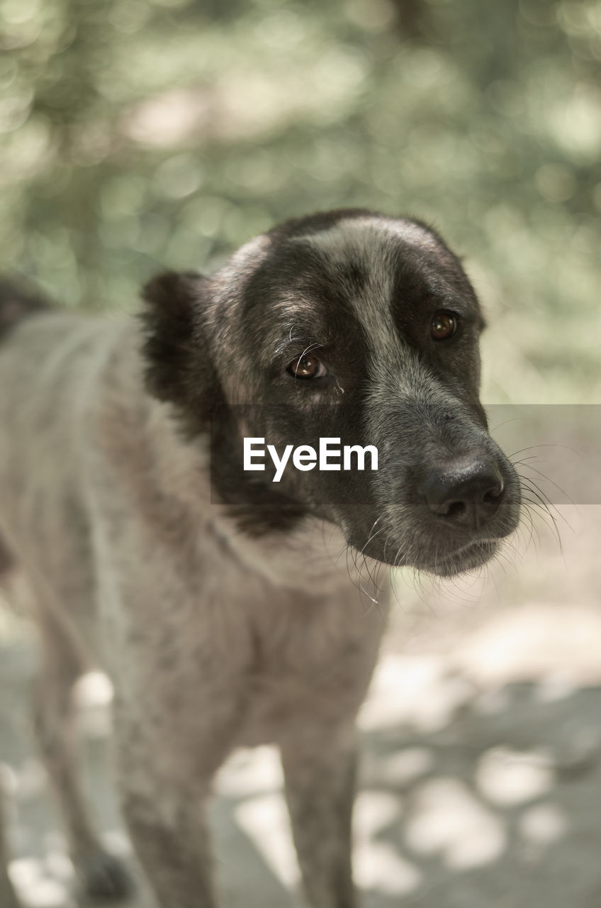 PORTRAIT OF DOG LOOKING AWAY