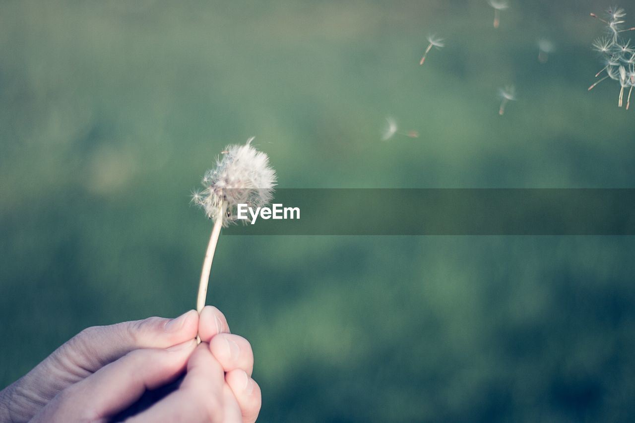 Close-up of hand holding dandelion against blurred background