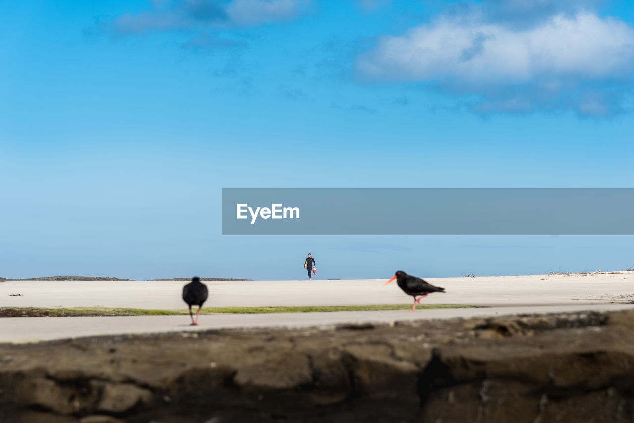 SEAGULL ON BEACH